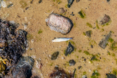 irregular dry plants on rock covered beach on the island. poor vegetation on the beachの写真素材