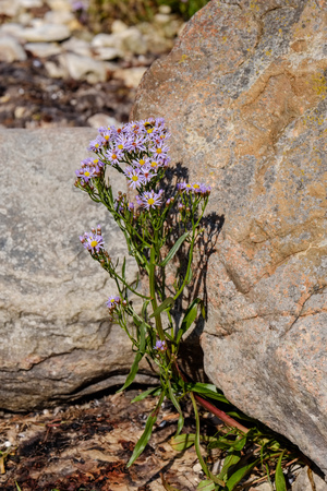 irregular dry plants on rock covered beach on the island. poor vegetation on the beachの写真素材