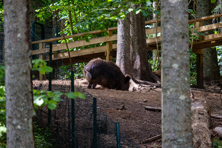 wild boar pig looking for food in reservation in nature parkの写真素材