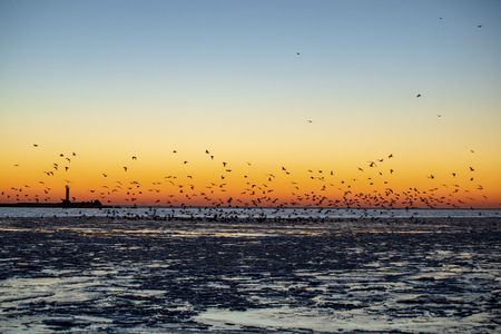 dramatic red sunset over the frozen sea on the beach with ice blocks in water. large crowd of birds resting on ice and flying awayの写真素材