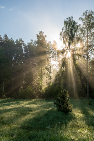 natural sun light rays shining through tree branches in summer morning with rain drops on wet foliageの写真素材
