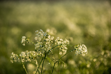 misty morning in meadow with fresh dew drops and bright sunlightの写真素材