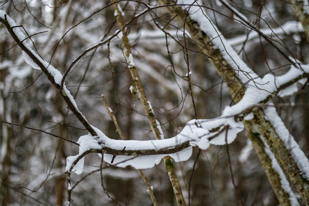 snow covered trees in winter forest. overcast day with loads of snowの写真素材