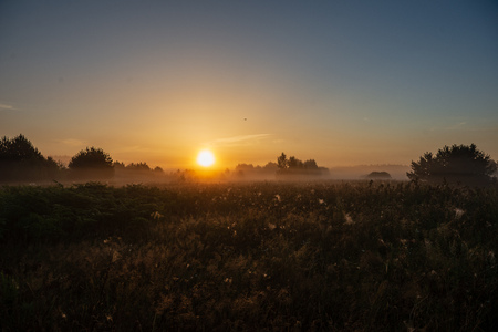colorful sunrise sunset in misty summer meadow with fog and sun shining in wet grassの写真素材