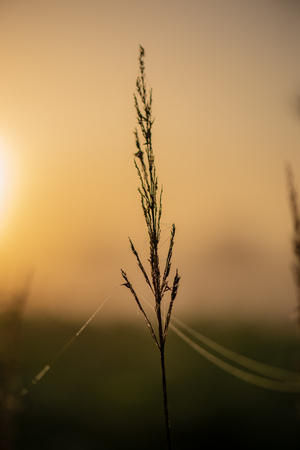 colorful sunrise sunset in misty summer meadow with fog and sun shining in wet grassの写真素材