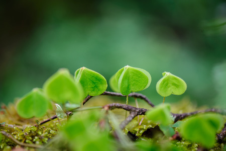 green spring foliage macro close up in nature. textured background image, blur backgroundの写真素材