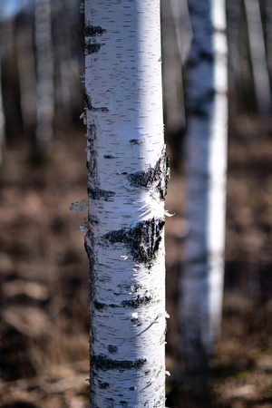 birch trees with damaged bark in naked winter landscape. blur backgroundの写真素材