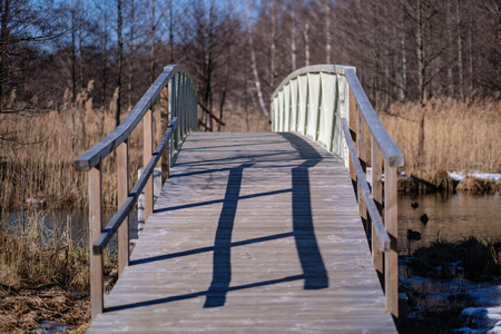 wooden boardwalk in forest swamp area with wooden plank bridge. sunny dayの写真素材