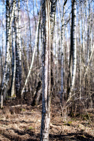 birch trees with damaged bark in naked winter landscape. blur backgroundの写真素材