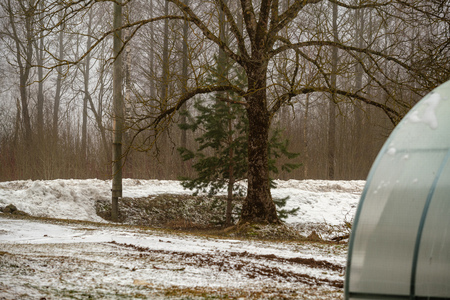 naked birch trees in heavy mist in countryside with snow and ice