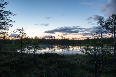 sunset over trees in forest. dramatic red and blue night skyの写真素材