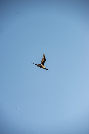 flock of parasite birds nesting in high trees and destroying fish in the lake