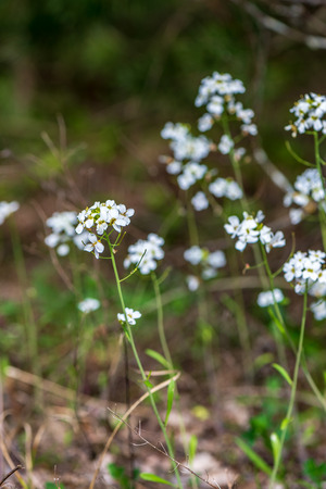 white spring flowers on natural green meadow background. natureの写真素材
