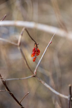 colorful spring bushes in latvian countryside. tree branches with no leavesの写真素材