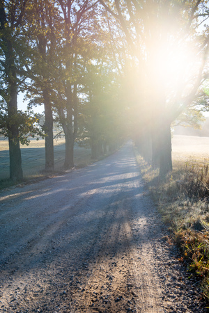 empty gravel road in autumn in countryside in perspective forest with treesの写真素材