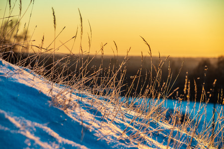 frost covered grass and birch tree branches leaves in sunny winter morning light in snowy parkの写真素材