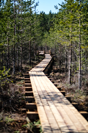beautiful new wooden board walk for tourists in swamp with young pine tree forestの写真素材