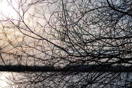 naked tree branches in sunset colors against calm shiny water reflectionsの写真素材