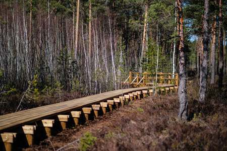 beautiful new wooden board walk for tourists in swamp with young pine tree forestの写真素材