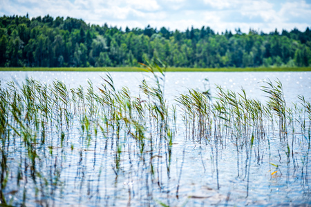 scenic forest lake in sunny summer day with green foliage and shadows. calm water with reflections of cloudsの写真素材