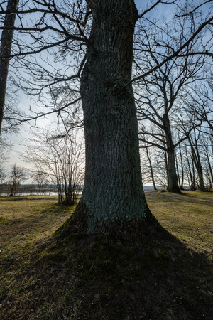 large naked tree trunks in spring park with no leaves in sunny dayの写真素材
