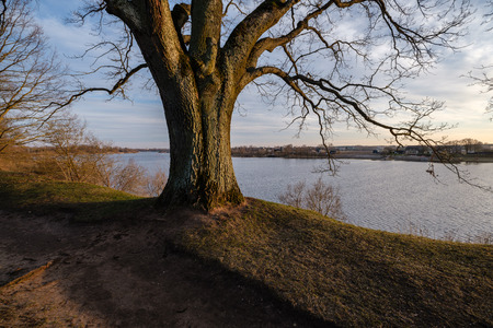 large naked tree trunks in spring park with no leaves in sunny day