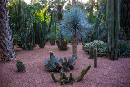 exotic plants in botanical garden in Moroccoの写真素材