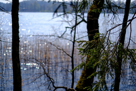 spring tree branches with small fresh leaves over water body background with reflections on the water from sunの写真素材