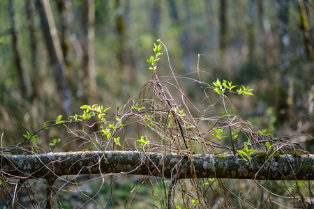 young fresh green birch tree leaves in spring on sunny day blur background texture