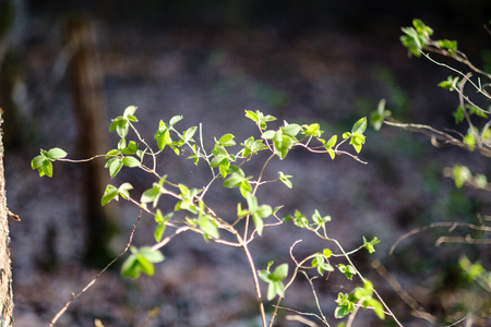 young fresh green birch tree leaves in spring on sunny day blur background textureの写真素材