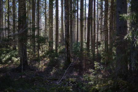 dark forest with tree trunks casting shadows on the ground. summer green foliage