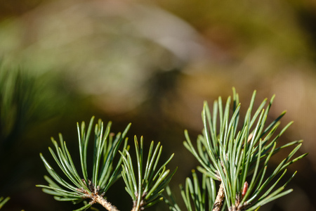 close uo macro image of pine tree fresh leaves blooming in spring