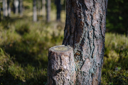 dark forest with tree trunks casting shadows on the ground. summer green foliage