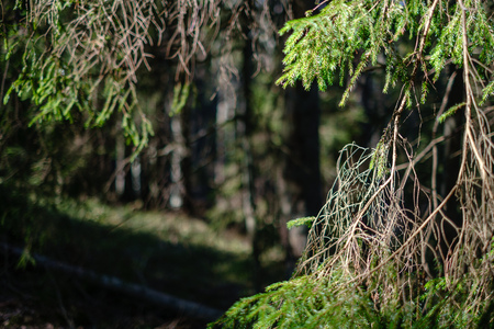 young fresh spring green spruce tree forest in sunny day with sun raysの写真素材