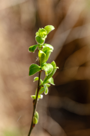 first fresh green leaves on trees in spring. foliageの写真素材