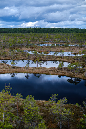 swamp lakes with reflections of blue sky and clouds in National Nature Park Kemeri in Latvia. sunny spring day with pine trees and birch treesの写真素材