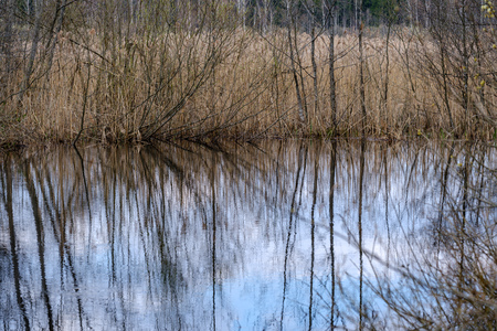 forest lake surrounded by tree trunks and branches with no leaves in early spring countrysideの写真素材
