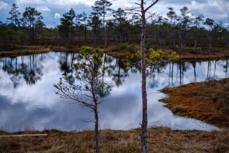 swamp lakes with reflections of blue sky and clouds in National Nature Park Kemeri in Latvia. sunny spring day with pine trees and birch treesの写真素材