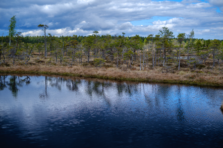 swamp lakes with reflections of blue sky and clouds in National Nature Park Kemeri in Latvia. sunny spring day with pine trees and birch treesの写真素材