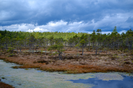 swamp lakes with reflections of blue sky and clouds in National Nature Park Kemeri in Latvia. sunny...