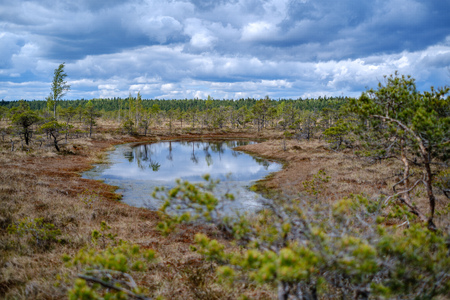 swamp lakes with reflections of blue sky and clouds in National Nature Park Kemeri in Latvia. sunny...