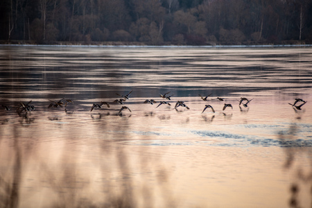 flock of birds resting near water in countrysideの写真素材