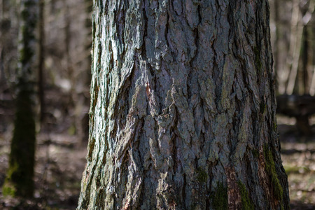 dry tree trunks in forest spring. empty ground no vegetation