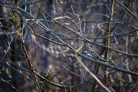 dry tree trunks in forest spring. empty ground no vegetationの写真素材