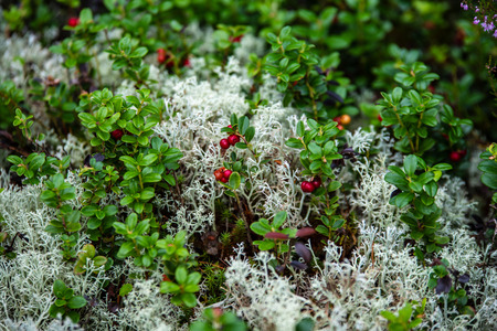 red lingonberry cranberries growing in moss in forest. autumn, blur backgroundの写真素材