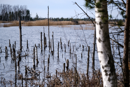 dry old tree trunks in water in river early spring time with no vegetationの写真素材