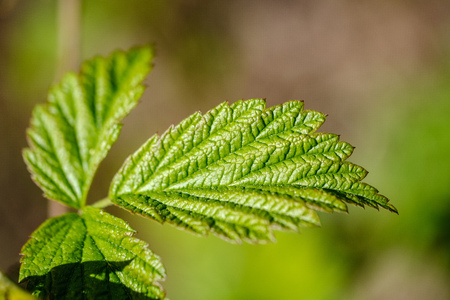 fresh young tree leaves in spring. macro shoot with blur backgroundの写真素材