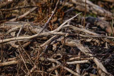 old dry tree trunks and stomps in green spring forest with dry leaves and bushesの写真素材