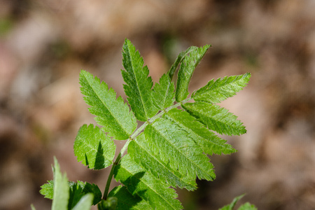 fresh green rovan tree leaf. macro shoot image on black backgroundの写真素材