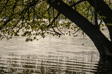 tree branches with fresh green leaves hanging low above water in river. sunset colors and reflections in calm waterの写真素材